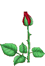 Zdjcie ry