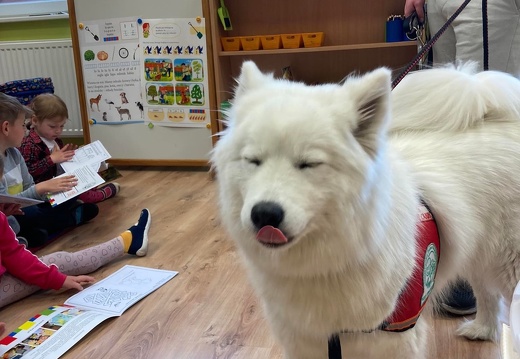 img dogoterapia 02